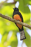 Black-headed Trogonborder=